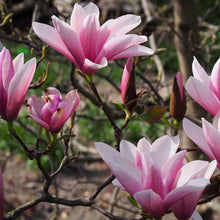Load image into Gallery viewer, Magnolia | Heaven Scent