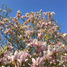 Load image into Gallery viewer, Magnolia | Pinkie