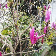 Load image into Gallery viewer, Magnolia | Ricki