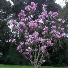 Load image into Gallery viewer, Magnolia | Soulangeana Pink