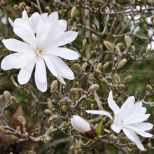 Load image into Gallery viewer, Magnolia | Stellata
