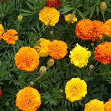 Load image into Gallery viewer, Heirloom Seed Pack | Flowers