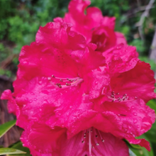 Load image into Gallery viewer, Rhododendron 'Marketta's Prize', dark green foliage and  rose-red frilly edged flowers.