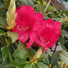 Load image into Gallery viewer, Rhododendron 'Marketta's Prize', dark green foliage and  rose-red frilly edged flowers.