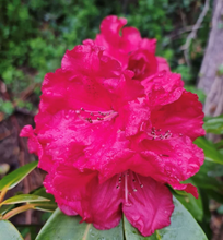Load image into Gallery viewer, Rhododendron 'Marketta's Prize', dark green foliage and  rose-red frilly edged flowers.