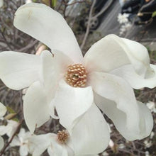 Load image into Gallery viewer, Magnolia | Merrill