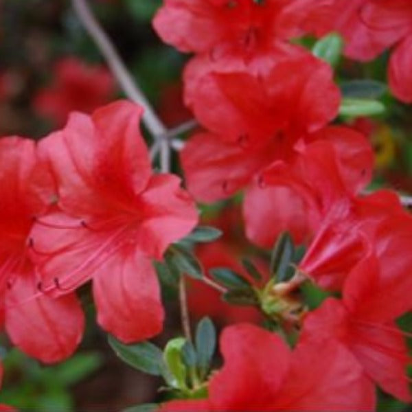 Mollis Azalea 'Scarlet Pimpernel', deciduous shrub featuring dark-green foliage and trusses of trumpet-shaped red flowers.