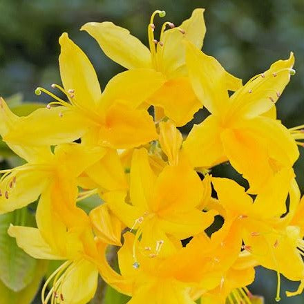 Mollis Azalea | Luteum
