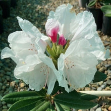 Load image into Gallery viewer, Rhododendron "Morning Magic' truss of white flowers