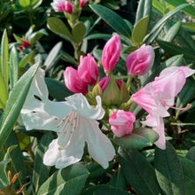 Load image into Gallery viewer, Rhododendron 'Morning Magic' soft pink buds opening to white flowers
