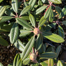 Load image into Gallery viewer, Rhododendron 'Morning Magic' foliage with buds