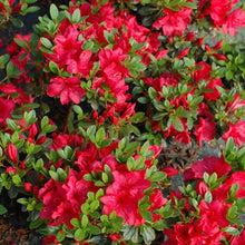 Load image into Gallery viewer, Azalea 'Mother's Day' pink flowers on bright green foliage
