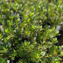 Load image into Gallery viewer, Azalea 'Mother's Day' green foliage