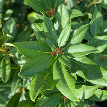 Load image into Gallery viewer, Rhododendron 'Mt Everest' green foliage and buds