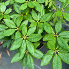 Load image into Gallery viewer, Rhododendron | Mrs Betty Robertson