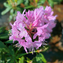 Load image into Gallery viewer, Rhododendron 'Mrs E.C. Stirling', evergreen shrub with glossy-green, pointy foliage and clusters of bell-shaped, silvery-pink flowers.