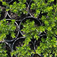 Load image into Gallery viewer, Azalea 'Mrs Kint white', green foliage