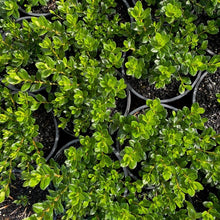 Load image into Gallery viewer, Azalea 'Mrs Kint' green foliage