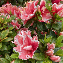 Load image into Gallery viewer, Azalea 'Mrs Kint', coral-pink blooms with white edging on glossy green foliage.
