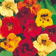 Load image into Gallery viewer, Heirloom Seed Pack | Flowers
