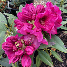 Load image into Gallery viewer, Rhododendron 'Nightwatch', evergreen shrub with forest-green foliage and clusters of funnel-shaped, deep-magenta blooms with darker speckles.
