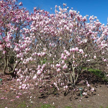 Load image into Gallery viewer, Magnolia | Norbertii