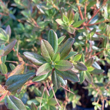 Load image into Gallery viewer, Rhododendron 'Ocean Lake" BRN_22