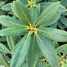 Load image into Gallery viewer, Rhododendron 'Old Copper' green foliage.
