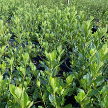 Load image into Gallery viewer, Azalea 'Orange Delight' green foliage on young plants