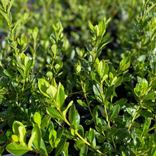 Load image into Gallery viewer, Azalea 'Orange Delight' green foliage