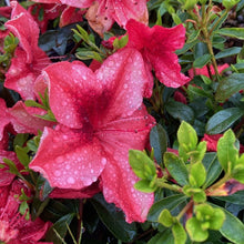 Load image into Gallery viewer, Azalea 'Orange Delight' flowers on green foliage