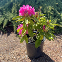 Load image into Gallery viewer, Rhododendron | Our Gem