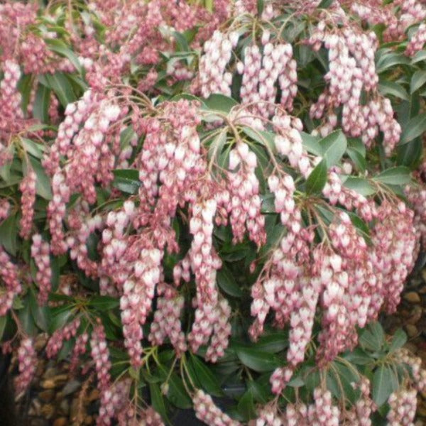 Pieris 'Christmas Cheer' glossy evergreen shrub with cascading pink flowers .