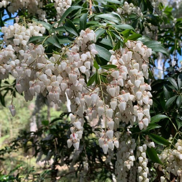 Pieris 'Formosa Forestii', evergreen shrub featuring leathery dark-green foliage and cascades of bell-shaped, white flowers.
