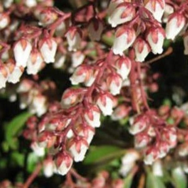 Pieris 'Compact Crimson' evergreen shrub with glossy green foliage and clusters of pure-white, bell-shaped flowers. 