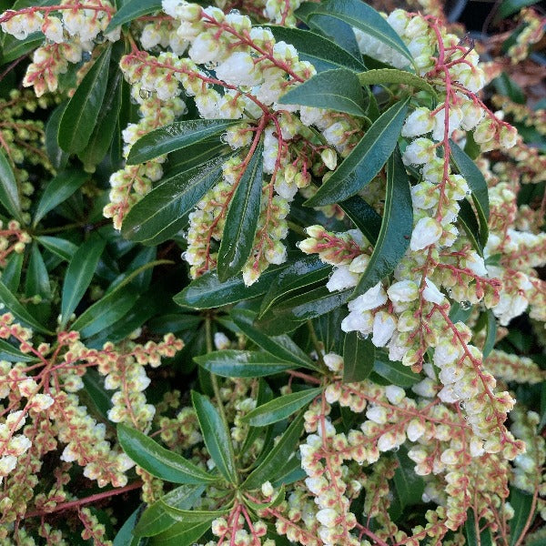 Pieris Japonica  with clusters of small bell-shaped flowers and deep green foliage