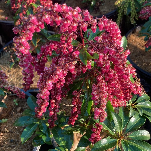 Pieris 'Valentine', clusters of cascading pink flowers on bright green foliage.