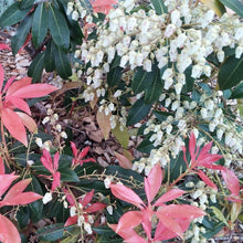 Load image into Gallery viewer, Pieris 'Valley Fire', evergreen shrub with fire-red new foliage and cascades of bell-shaped white flowers.