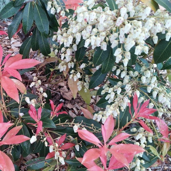 Pieris 'Valley Fire', evergreen shrub with fire-red new foliage and cascades of bell-shaped white flowers.
