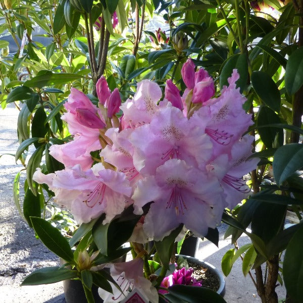Rhododendron