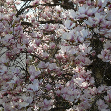 Load image into Gallery viewer, Magnolia | Pinkie