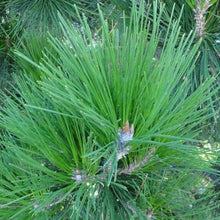 Load image into Gallery viewer, Pine | Radiata