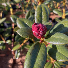 Load image into Gallery viewer, Rhododendron Pirianda Pink' in bud.