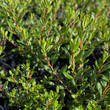 Load image into Gallery viewer, Azalea Princess Maude green foliage