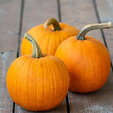 Load image into Gallery viewer, Pumpkin 'Small Sugar' | Vintage Heirloom Seeds