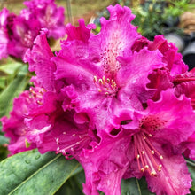 Load image into Gallery viewer, Rhododendron 'Purple Lace', evergreen shrub with glossy-green foliage and trusses of frilly-edged flowers in bluish-purple.