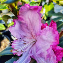 Load image into Gallery viewer, Rhododendron | Robyn