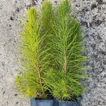 Load image into Gallery viewer, Pine | Radiata