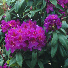 Load image into Gallery viewer, Rhododendron 'Red Eye', evegreen shrub with mid-green, pointy foliage and trusses of funnel-shaped flowers in reddish-purple featuring a glowing red eye.
