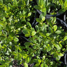 Load image into Gallery viewer, Azalea 'Red Wing', green foliage on young plants